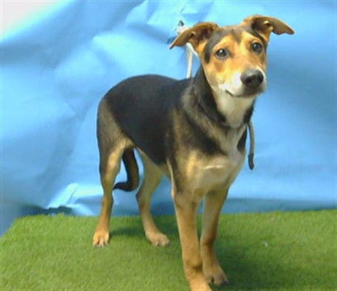 Photo of Bolt Arthur, adoptable German Shepherd Dog in Gardena, California