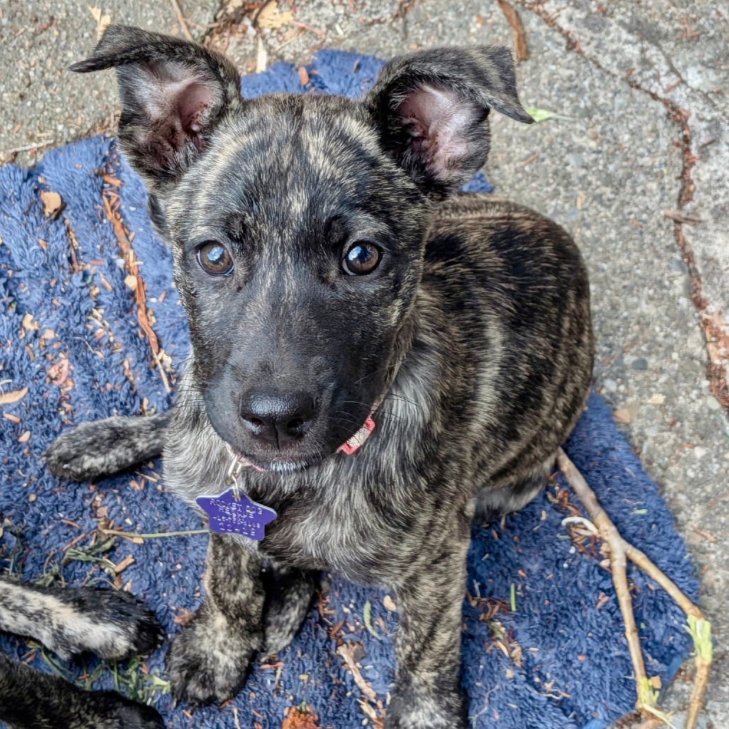 Photo of Caramel, adoptable Shepherd / Mix in San Francisco, California
