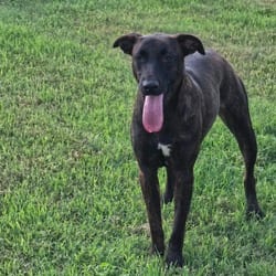 Photo of Bebe JuM, adoptable German Shepherd Dog American Pit Bull Terrier in Hartford, Connecticut