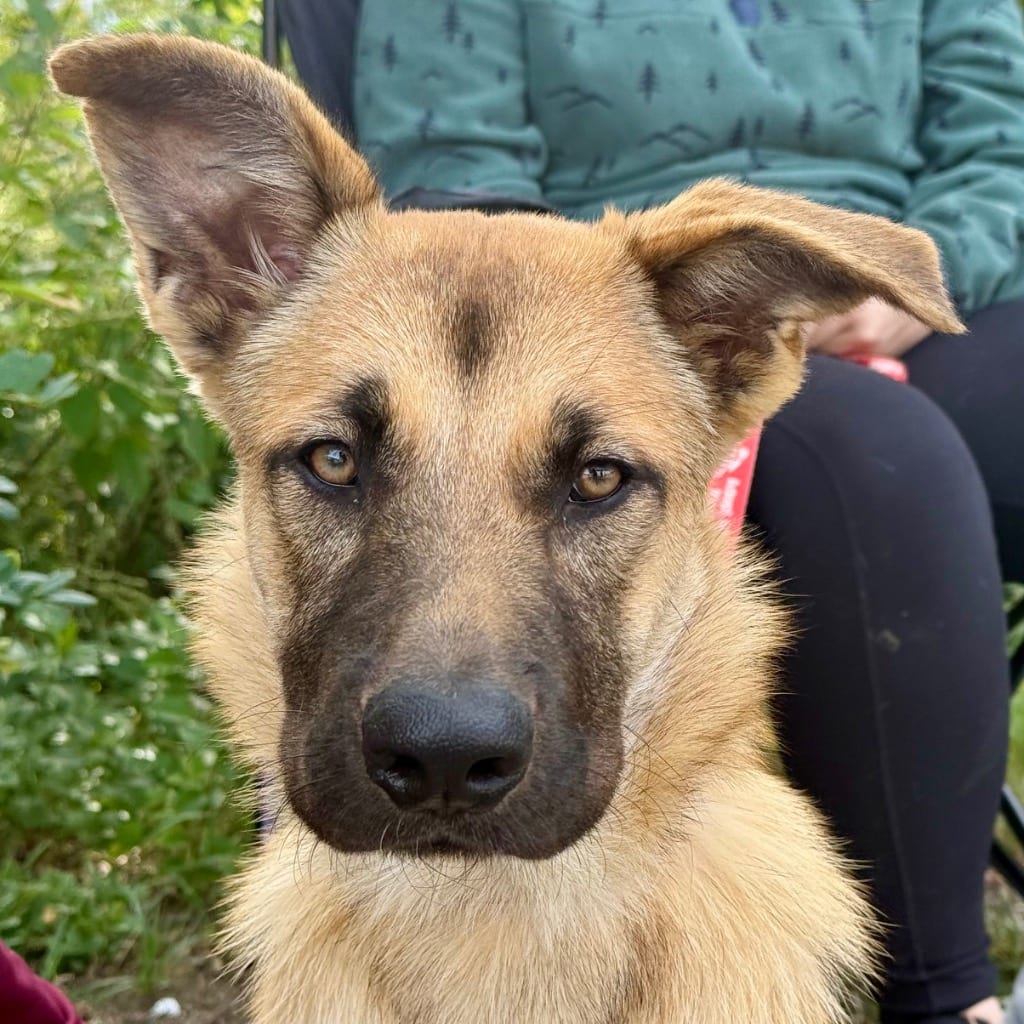 Photo of Zelda, adoptable Shepherd in Bloomfield, Connecticut