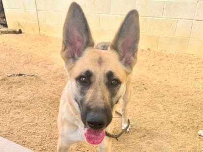 Photo of Pepsi, adoptable dog in Georgetown, Texas