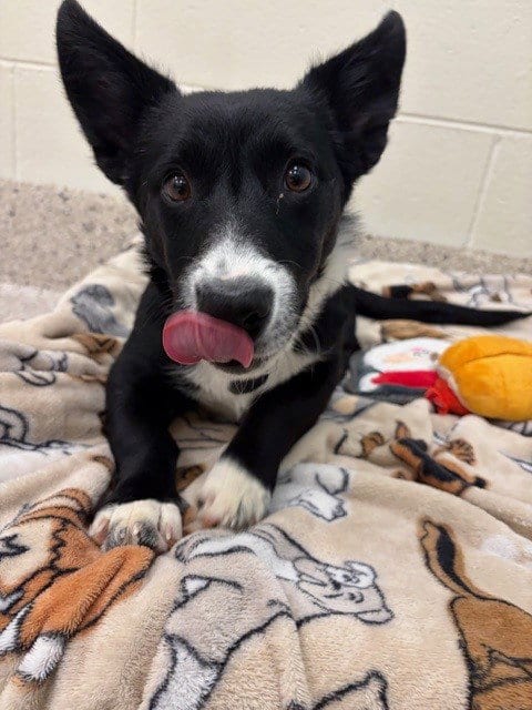 Photo of Tofu, adoptable Australian Cattle Dog/Blue Heeler in Brighton, Colorado