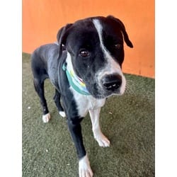 Photo of Twister, adoptable Terrier (Unknown Type, Medium) in Doral, Florida
