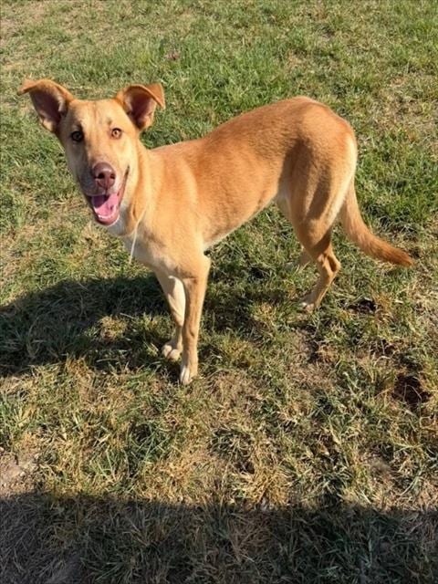 Photo of Butterscotch, adoptable Labrador Retriever in Conroe, Texas