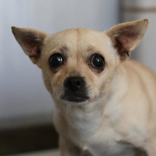 Photo of Ramira, adoptable Chihuahua in San Antonio, Texas