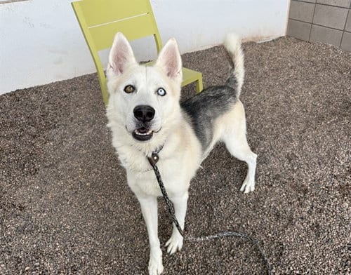 Photo of Ryder, adoptable Husky in Mesa, Arizona