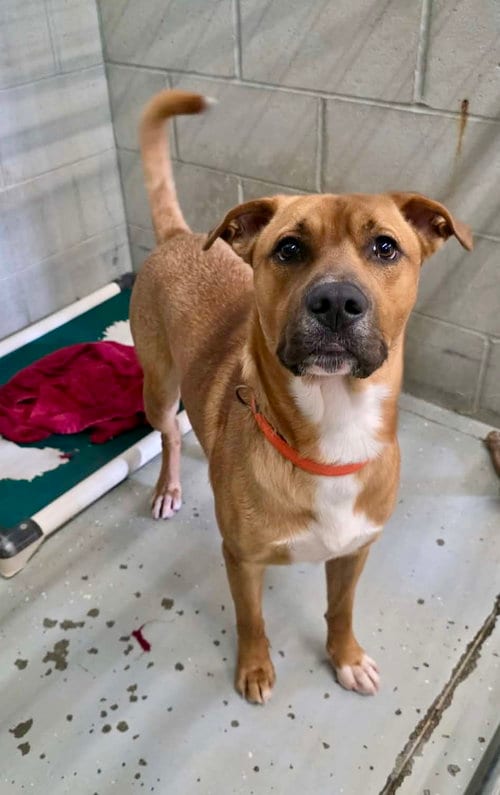 Photo of Buckley, adoptable Pit Bull Terrier in Detroit Lakes, Minnesota