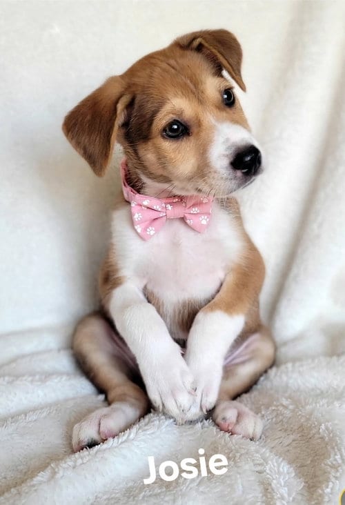 Photo of Josie, adoptable Labrador Retriever in Newark, Delaware