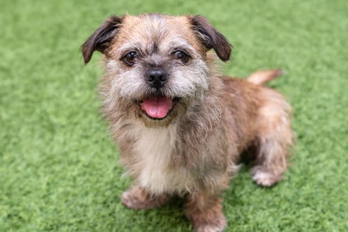 Photo of Lia, adoptable Terrier in Burlingame, California