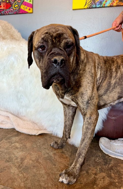 Photo of Maddie - REDUCED ADOPTION DONATION WITH WYATT, adoptable Bullmastiff in Goodyear, Arizona