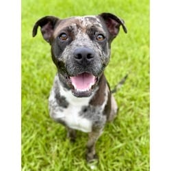 Photo of Eve, adoptable Mixed Breed (Medium) in Port St. Joe, Florida