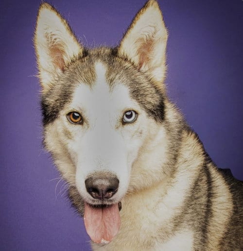 Photo of Kevin SCAS, adoptable Husky in Rockaway, New Jersey
