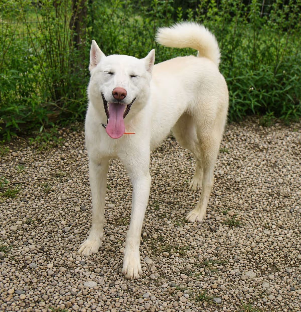 Photo of Elsa, adoptable Husky in Plain City, Ohio