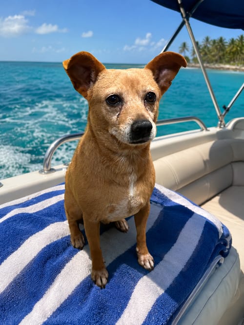 Photo of Conner A720096, adoptable Parson Russell Terrier in Pipe Creek, Texas