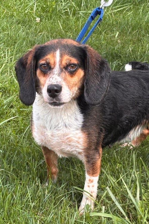Photo of Rescue Diamond, adoptable Beagle in Batavia, New York