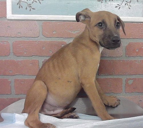 Photo of Clinton, adoptable Staffordshire Bull Terrier in Houston, Texas