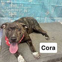 Photo of Cora, adoptable Labrador Retriever in East Hartford, Connecticut