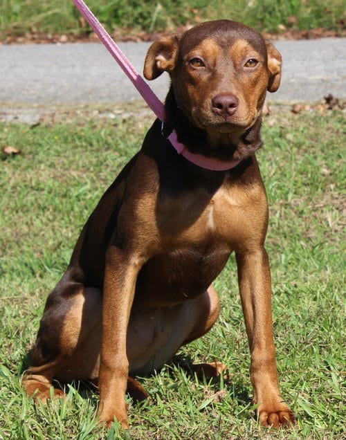 Photo of Bashful 44374, adoptable Doberman Pinscher in Prattville, Alabama