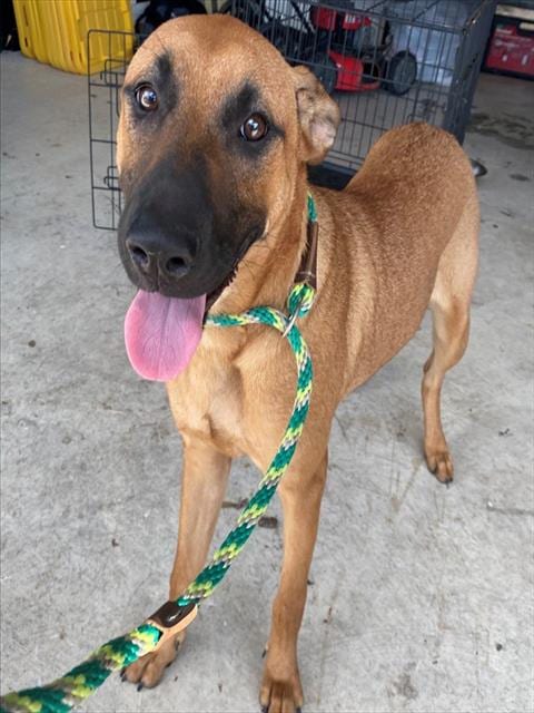 Photo of Mia, adoptable Black Mouth Cur in Garland, Texas