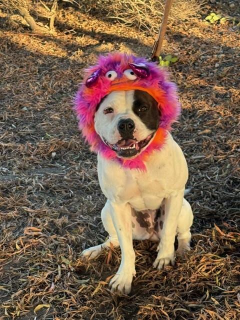 Photo of Topanga, adoptable Pit Bull Terrier in Lompoc, California