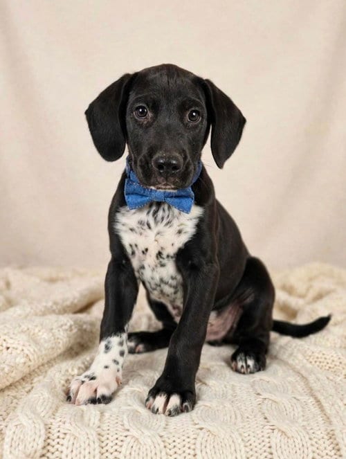 Photo of Ollie, adoptable Labrador Retriever in Newark, Delaware