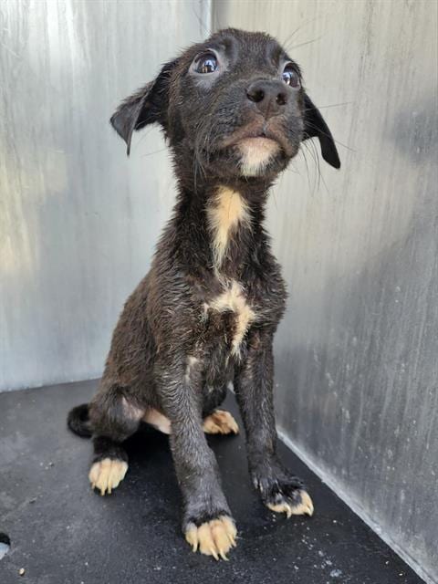 Photo of Lorenzo, adoptable Labrador Retriever in San Antonio, Texas