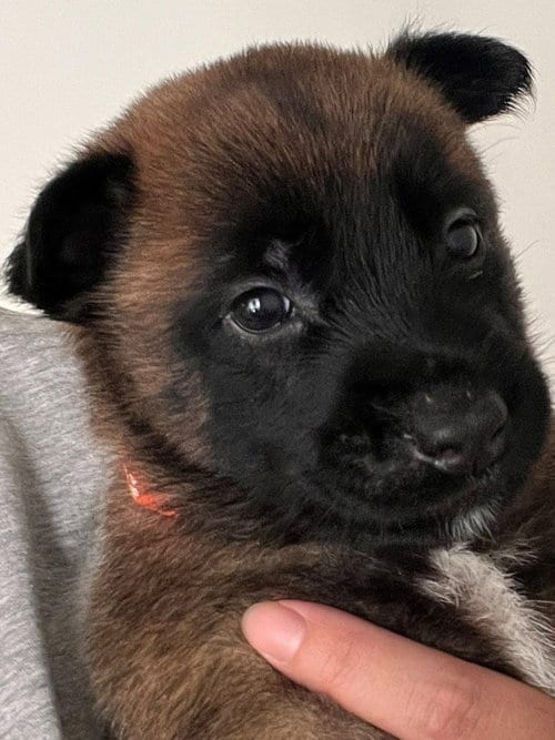 Photo of Hopper, adoptable Belgian Shepherd Malinois in Lake Forest, California
