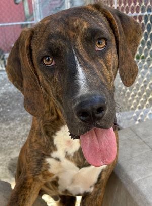 Photo of Morgan, adoptable Hound in Savannah, Missouri