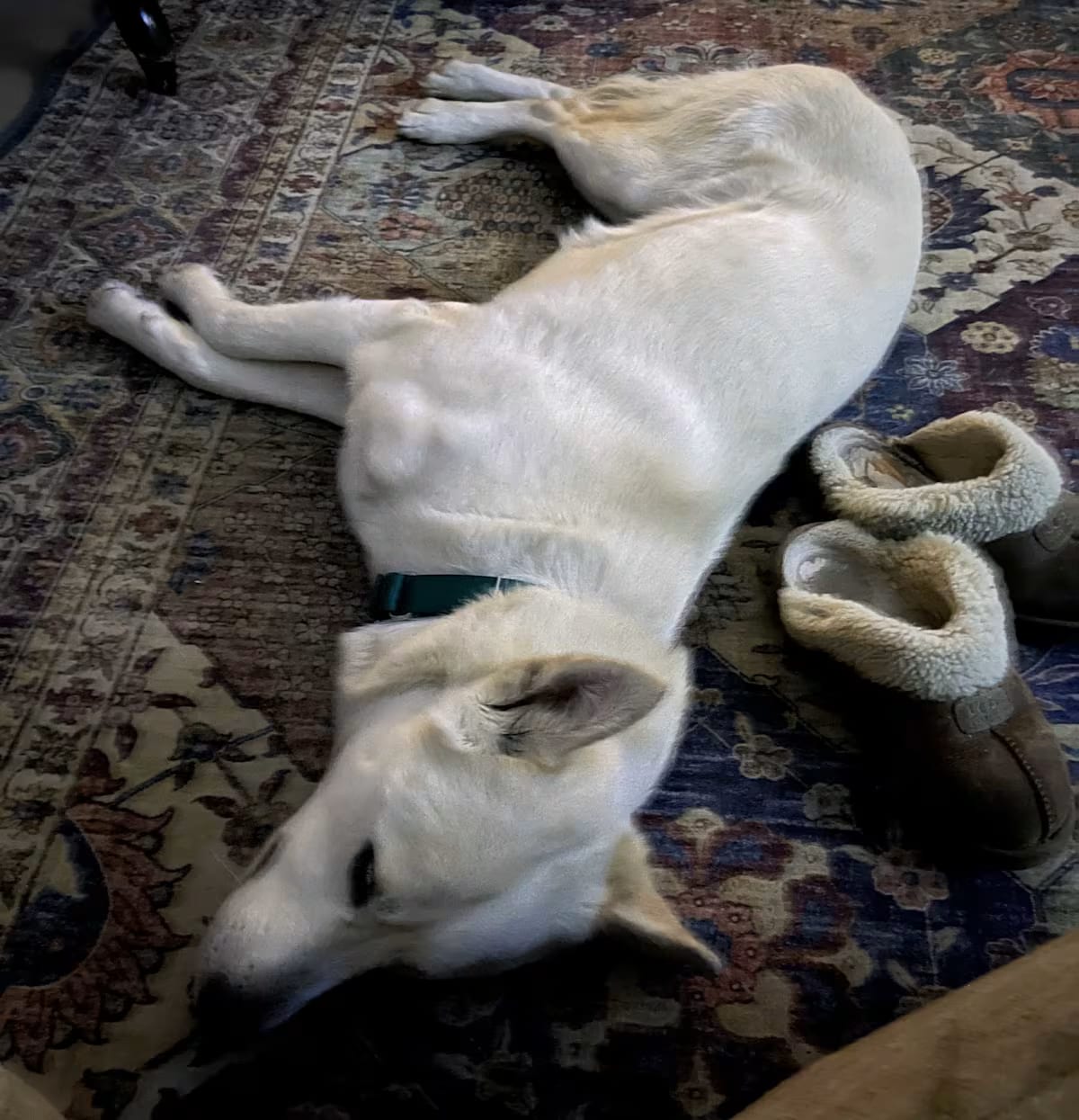Photo of Meringue, adoptable Husky in Lancaster, California