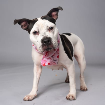 Photo of Abra, adoptable dog in Atlanta, Georgia