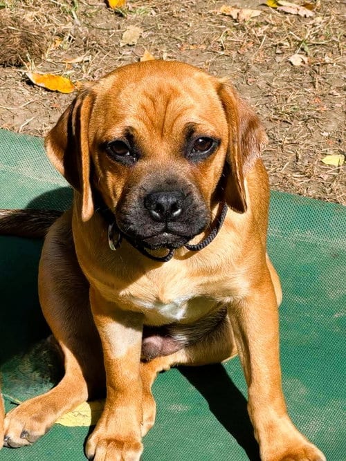 Photo of Sawyer, adoptable Pug in Buffalo, New York