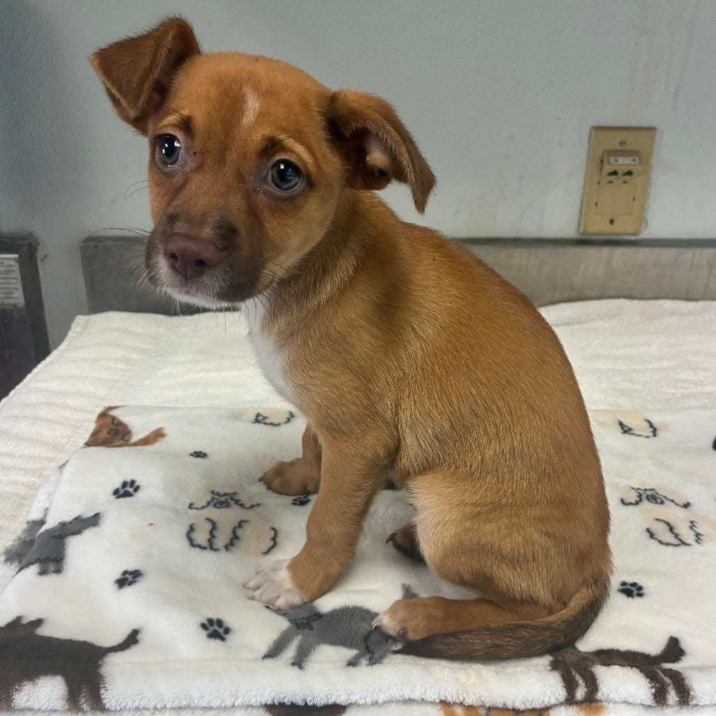 Photo of Firefly, adoptable Terrier / Mix in San Antonio, Texas