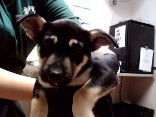 Photo of Cady, adoptable German Shepherd Dog in Martinez, California