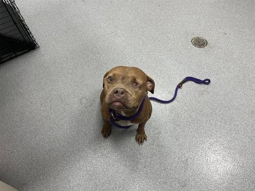 Photo of Arley, adoptable American Bulldog in Ocala, Florida