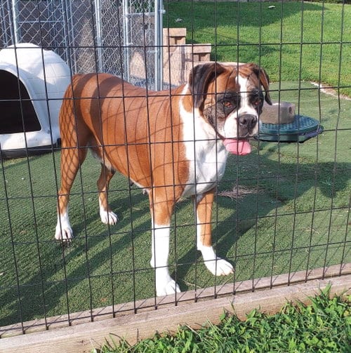 Photo of Scarlett, adoptable Boxer in Monticello, New Jersey