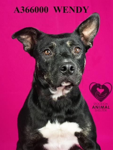 Photo of Wendy, adoptable Pit Bull Terrier in Stockton, California