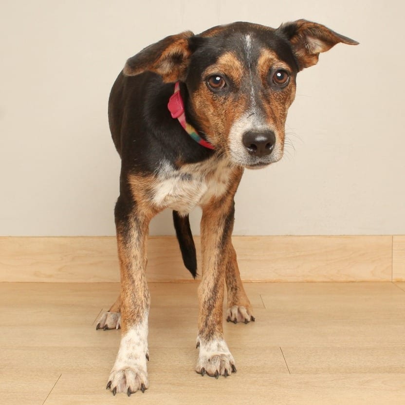 Photo of Yola D71497, adoptable Cattle Dog, Australian (Red Heeler) / Mixed Breed (Medium) in Minnesota, Minnesota