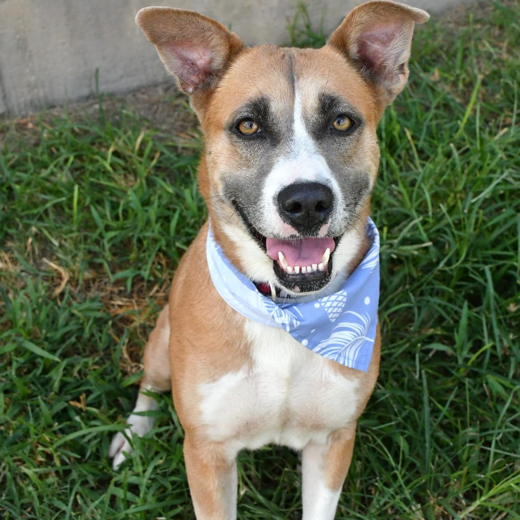 Photo of Honey, adoptable Terrier, American Pit Bull / Terrier in Beaumont, Texas