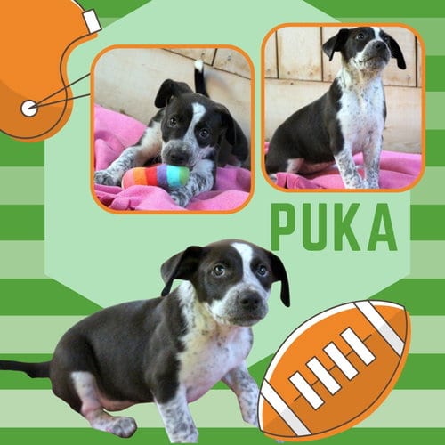 Photo of Puka (Puppy), adoptable Australian Cattle Dog/Blue Heeler in Lindsay, California
