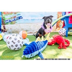 Photo of Hogan, adoptable Mixed Breed (Medium) in West Palm Beach, Florida