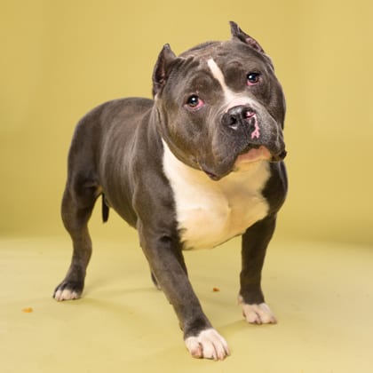 Photo of Gator, adoptable dog in Atlanta, Georgia