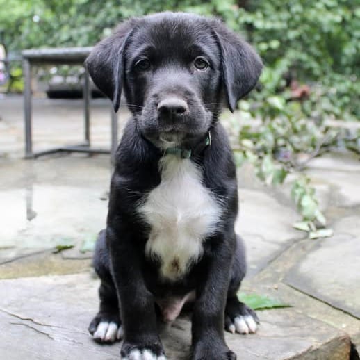 Photo of Mickey Pup - McMuffin, adoptable Retriever, Black Labrador / Mixed Breed (Medium) in Fairfax Station, Virginia
