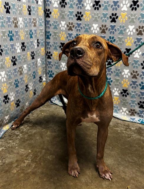 Photo of Pookie, adoptable Staffordshire Bull Terrier in Rosenberg, Texas