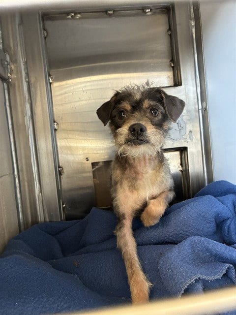 Photo of A1414809, adoptable Rat Terrier in San Jose, California