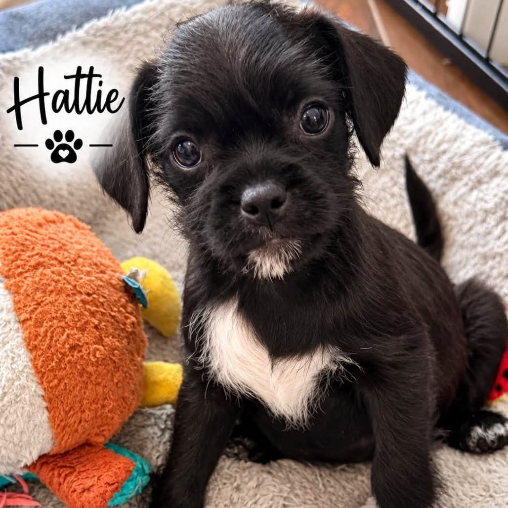 Photo of Hattie, adoptable Terrier in Santa Fe, Texas