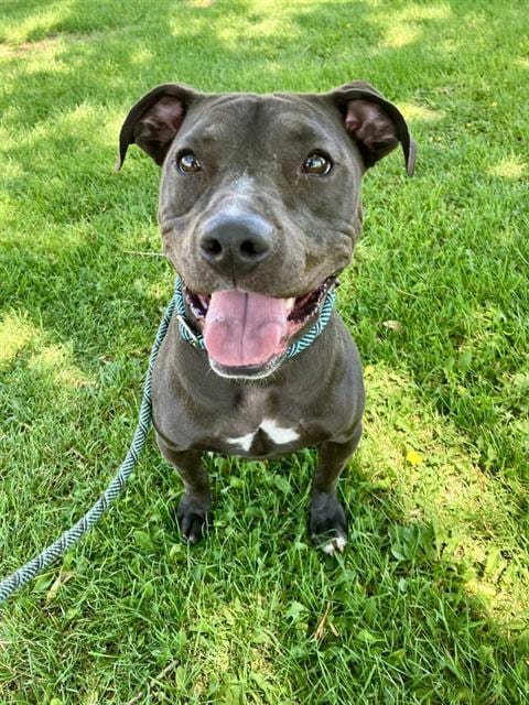 Photo of Lyla, adoptable Pit Bull Terrier in Albuquerque, New Mexico