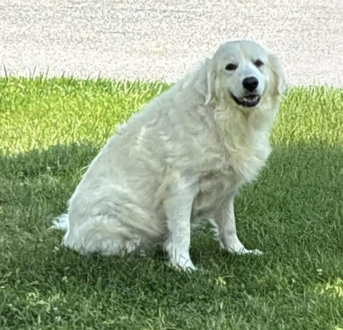 Photo of Pyra, adoptable Great Pyrenees in Croydon, New Hampshire