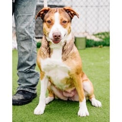 Photo of Missy, adoptable Mixed Breed (Medium) in New Castle, Delaware