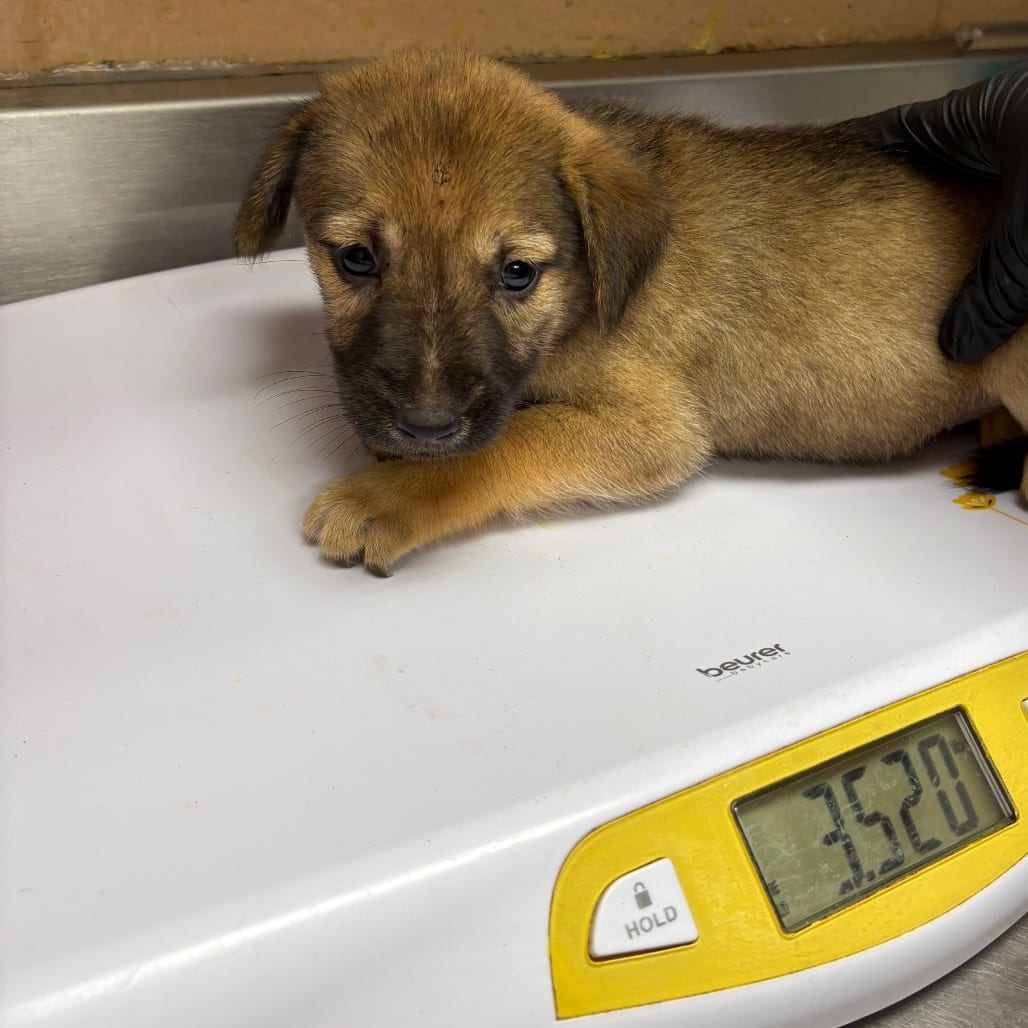 Photo of Buttercup, adoptable Shepherd in Brownsville, Texas