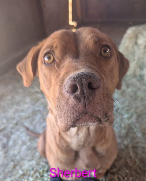 Photo of Sherbert, adoptable Cane Corso Mastiff in Yreka, California